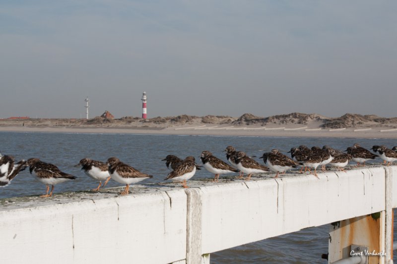 genieten van de natuur te Nieuwpoort